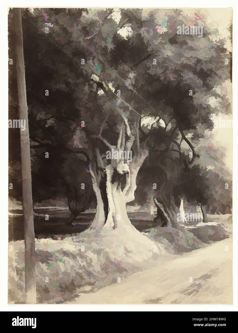 Art inspired by Trees along the road in Menton, Debut le de la route de la  Cervide (Menton), Menton, 1880 - 1910, paper, albumen print, height 260 mm  × width 197 mm,