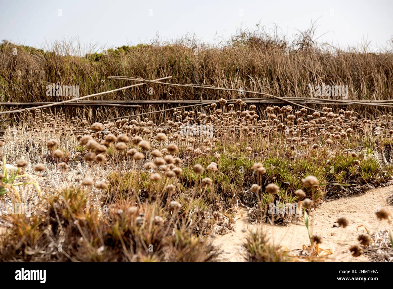 Flora diversity hi-res stock photography and images - Alamy
