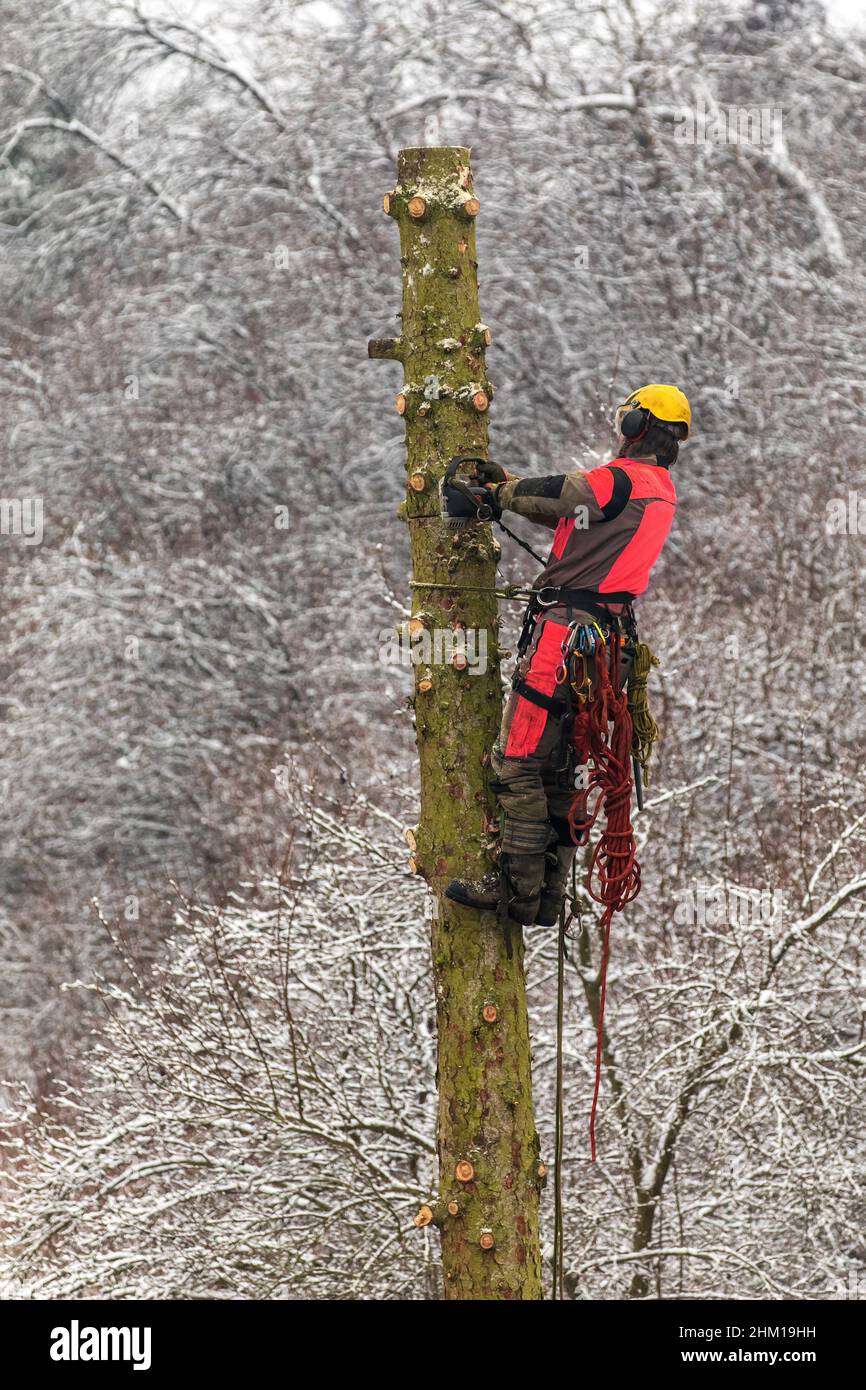 Arborist in safety harness cutting spruce with chainsaw from height