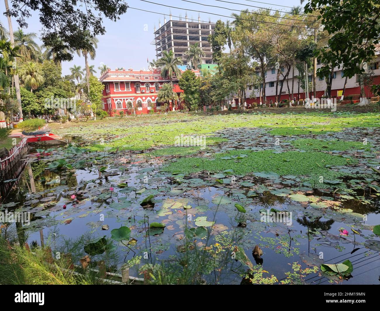 Shapla (water lily) pond on the premises of the Rajshahi College. Established in 1873 in Rajshahi city, it is the third oldest college in Bangladesh after Dhaka College and Chittagong College. In 1895, Rajshahi College was the first institution in the territories now comprising Bangladesh to award a graduate (master's) degree. The college is affiliated with the National University. Situated in the city center, Rajshahi College is adjacent to Rajshahi Collegiate School and is very near the famous Barendra Museum. Bangladesh. Stock Photo