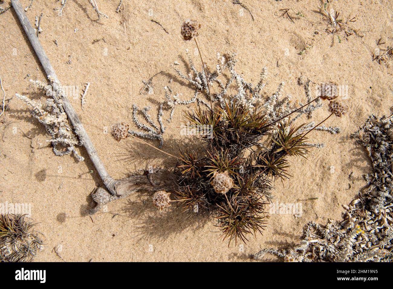 flora on the beach, on duna Stock Photo