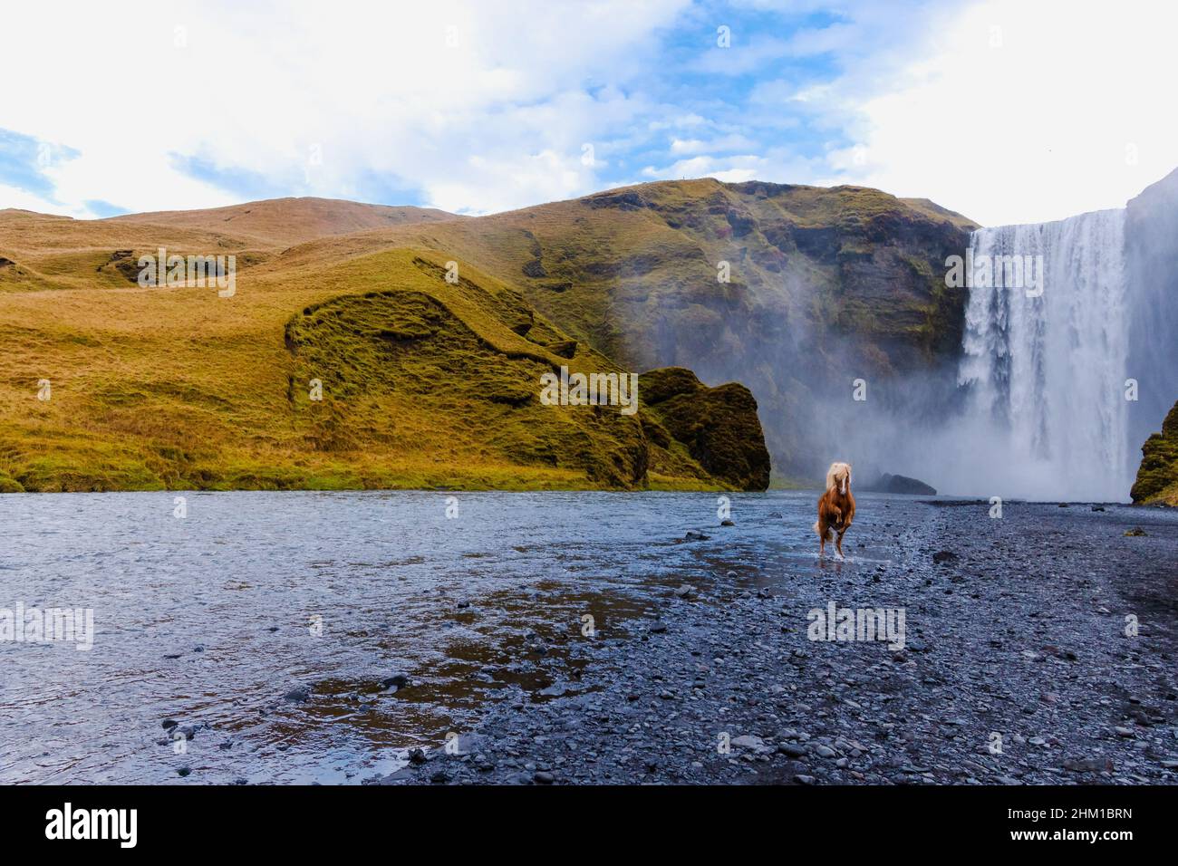 Skógafoss waterfall with an Icelandic horse in Iceland, a magical natural wonder Stock Photo