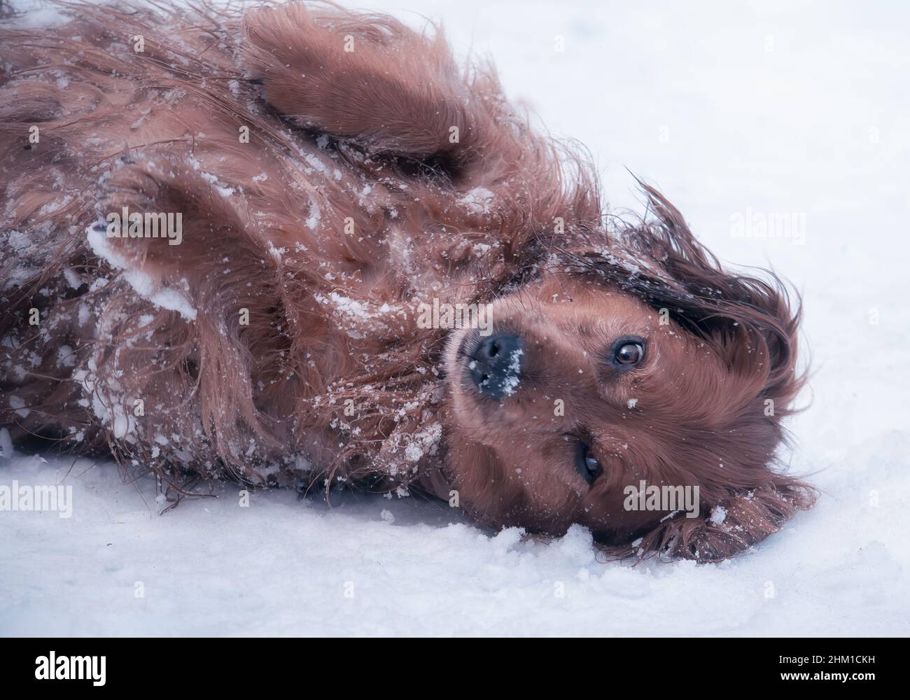 Cute long haired dachshund dog in the snow Stock Photo - Alamy
