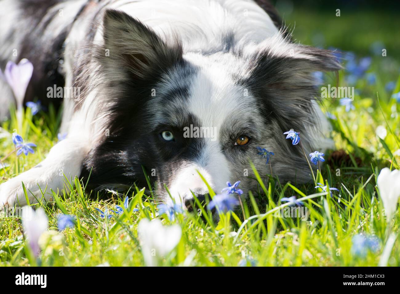 Spring Border Collies Border Collie dog in a spring meadow Stock Photo - Alamy