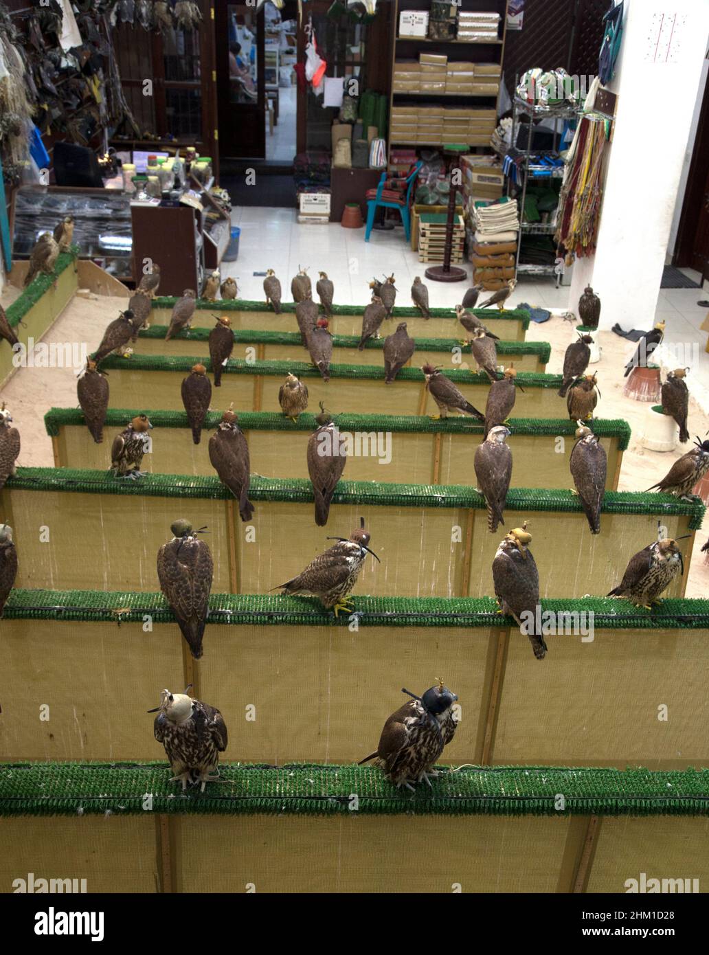 Falcon market in Souq Waqif Doha QATAR Stock Photo