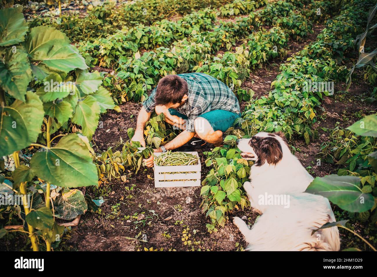 farmer harvesting green beans in garden organic farming concept Stock