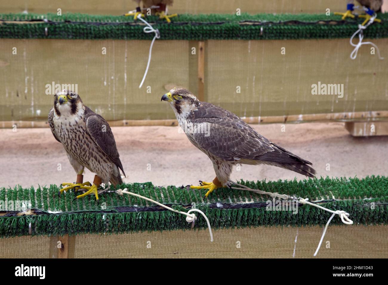Falcon market in Souq Waqif Doha QATAR Stock Photo