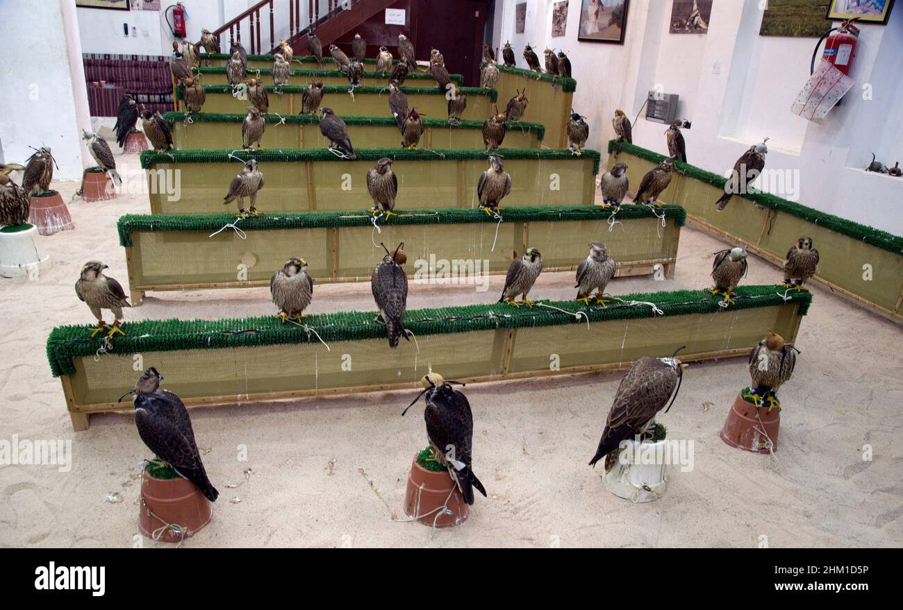 Falcon market in Souq Waqif Doha QATAR Stock Photo