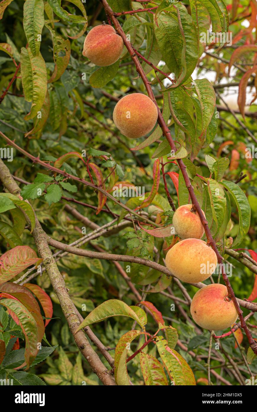 Peach tree rich fruit hires stock photography and images Alamy