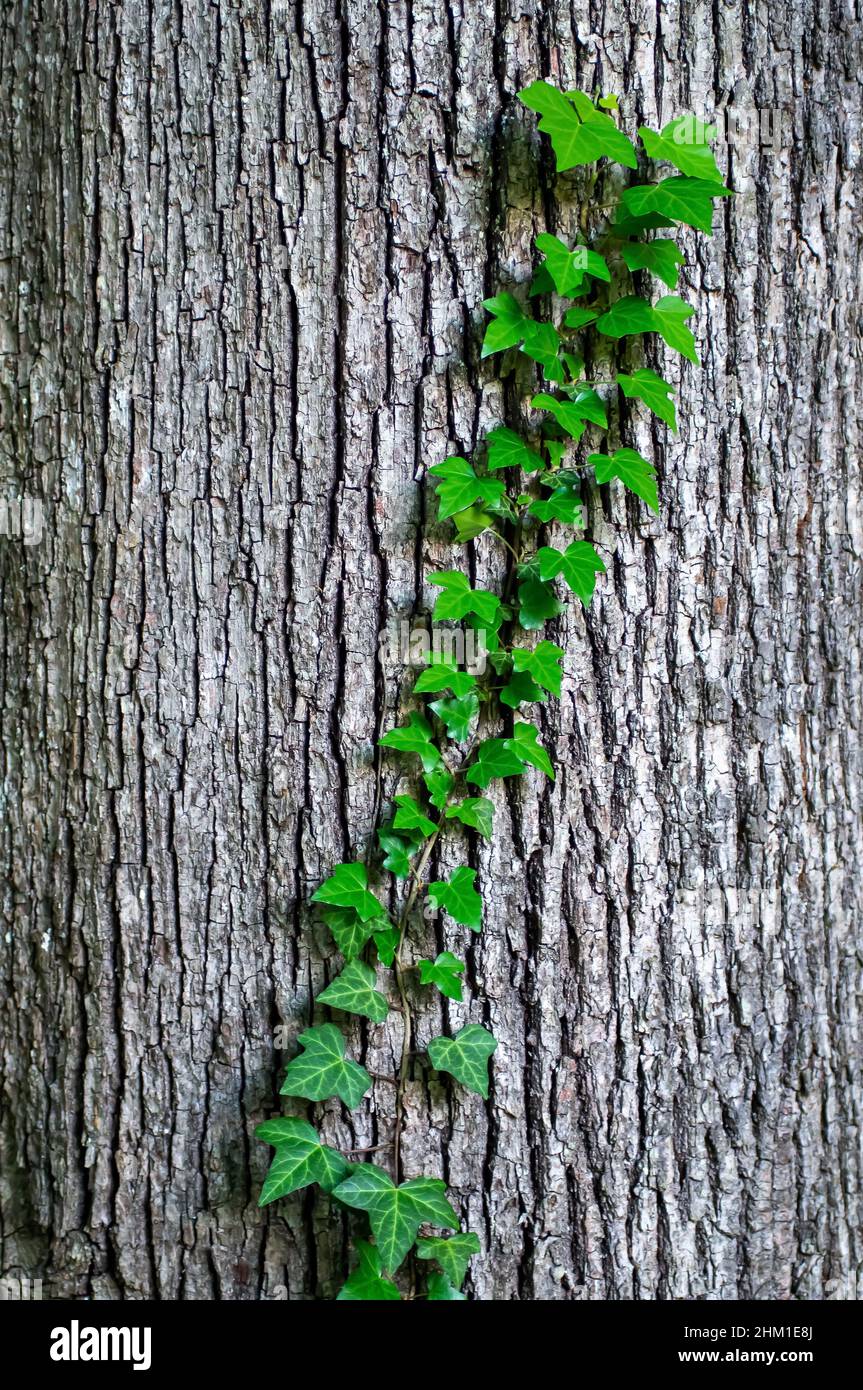 Young stems of creeper ivy (Hedera helix, European ivy). young leaves of evergreen creeper, vertical background of tree bark texture, close-up shot of Stock Photo