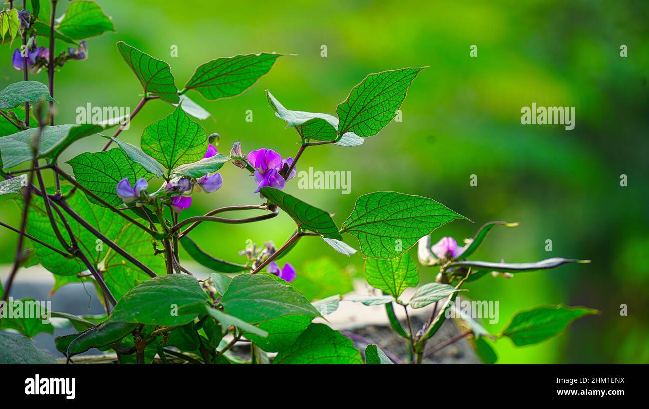 Indian vegetable hyacinth bean, The tree has a truncated stems twisted twisted slightly. Stock Photo