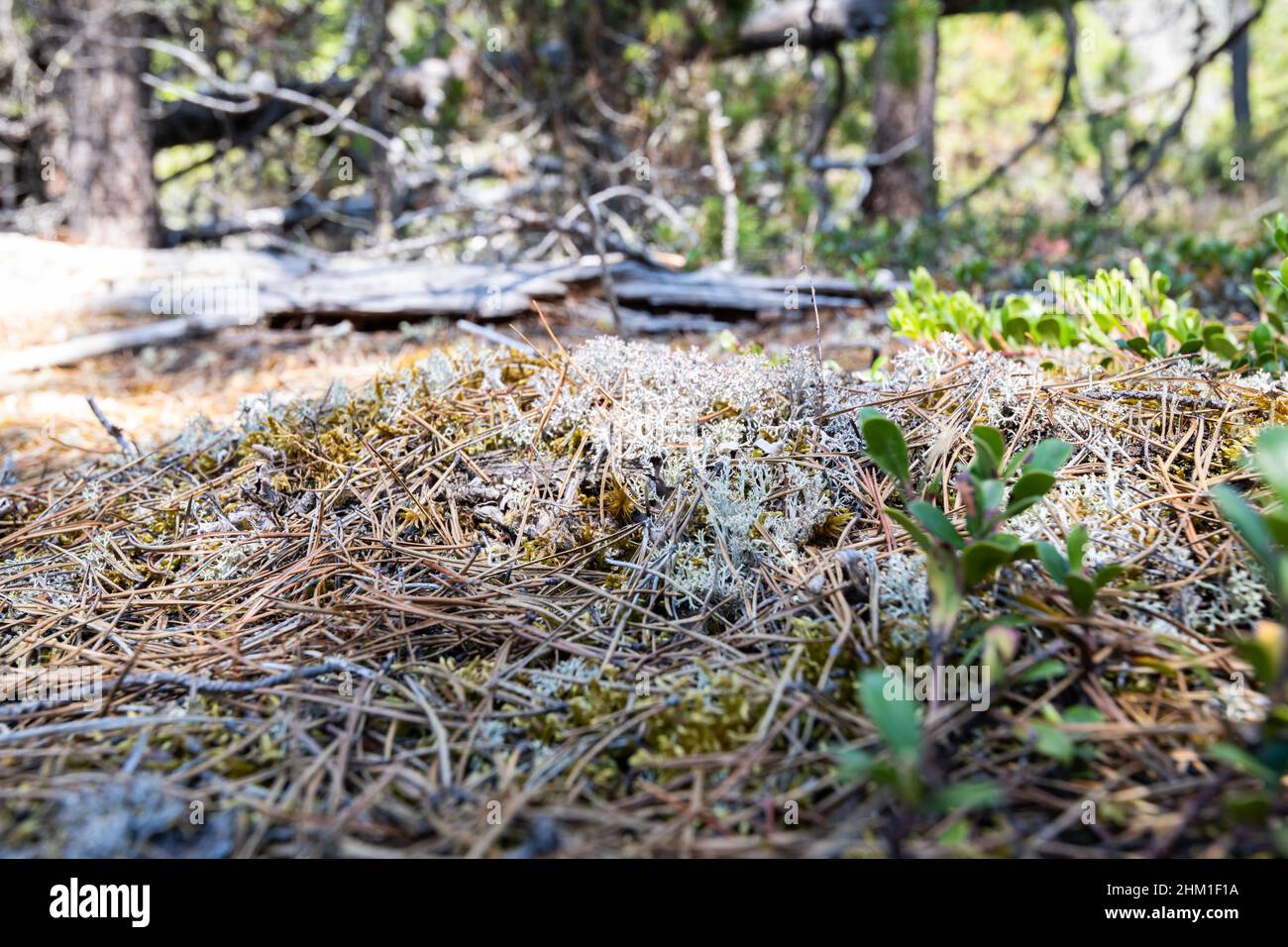 Jackman Flats in BC Stock Photo Alamy