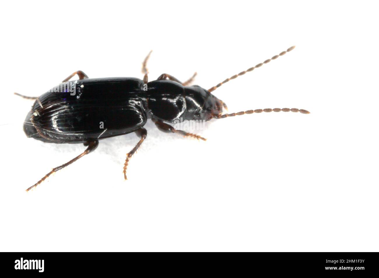 Coleoptera Carabidae ground beetle isolated on white background Stock Photo