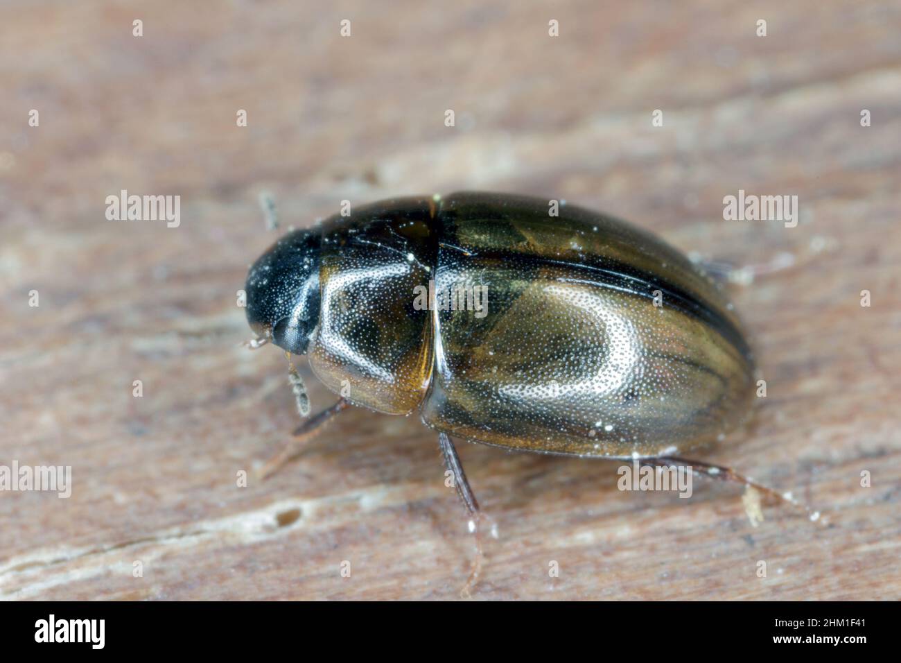 Water Beetle (Hydrophilidae) On A Wooden Board. Macro. Close-Up. Stock Photo