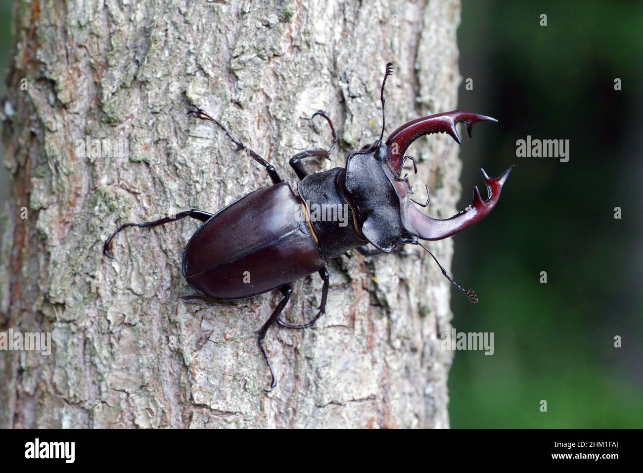 Closeup of a male of the European stag beetle, Lucanus servus. On the trunk of an oak tree. Stock Photo