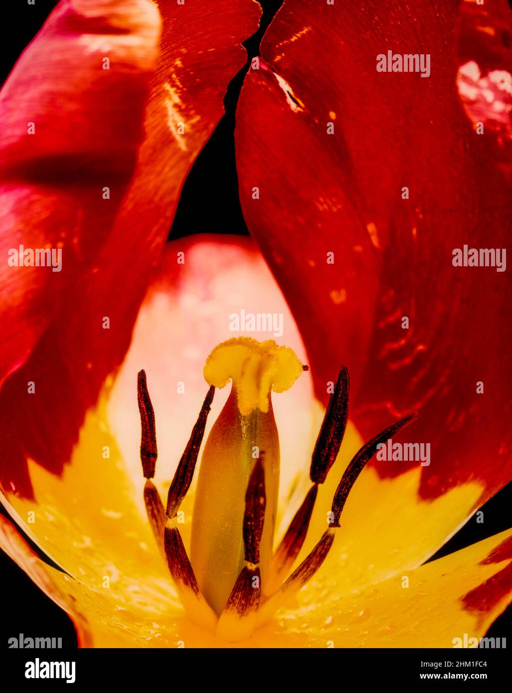 Macro semi-abstract flower still-life portrait of colourful Tulip flower against plain background Stock Photo