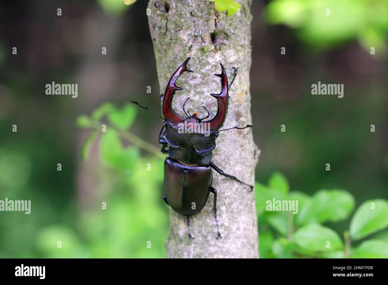 Closeup of a male of the European stag beetle, Lucanus servus. On the ...