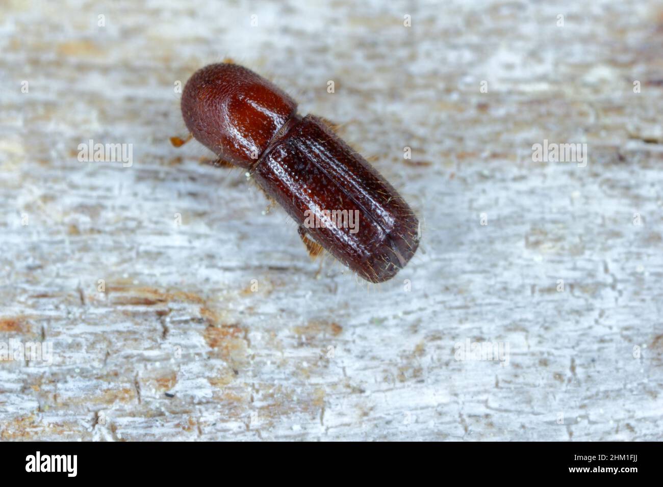 Ambrosia beetle, Xyleborus monographus on wood. High macro magnification. Stock Photo