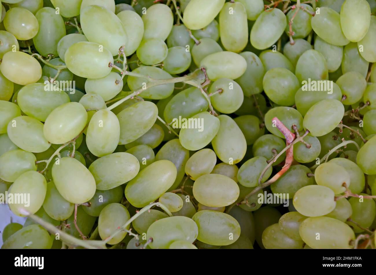 Background from a pile of fresh, ripe, seedless white grapes, Sofia, Bulgaria Stock Photo