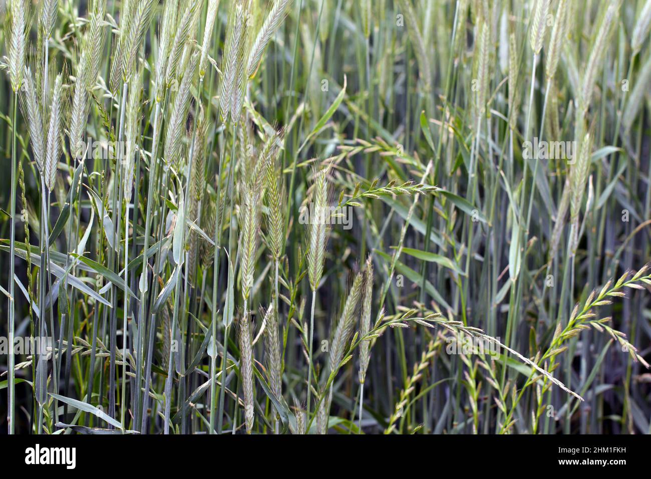 Cereals weeded by couch grass, other names include common couch, twitch, quick, quitch grass. Widespread and common weed in agricultural and horticult Stock Photo