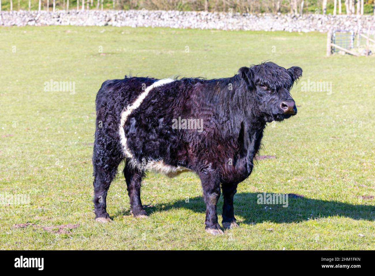 A black cow with a white stripe stands on a green meadow Stock Photo ...