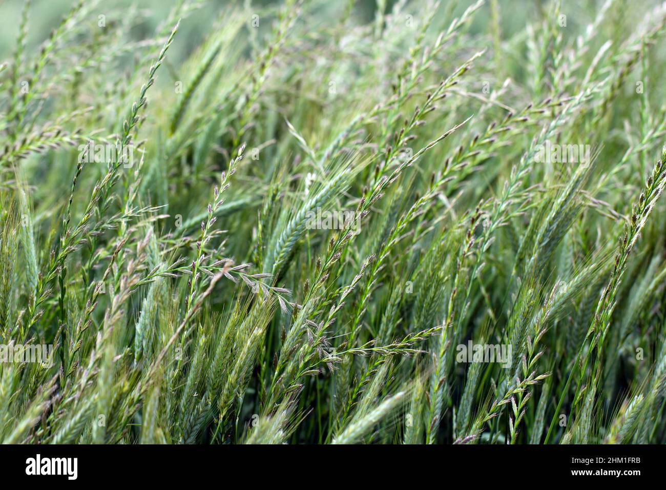 Cereals weeded by couch grass, other names include common couch, twitch, quick, quitch grass. Widespread and common weed in agricultural and horticult Stock Photo