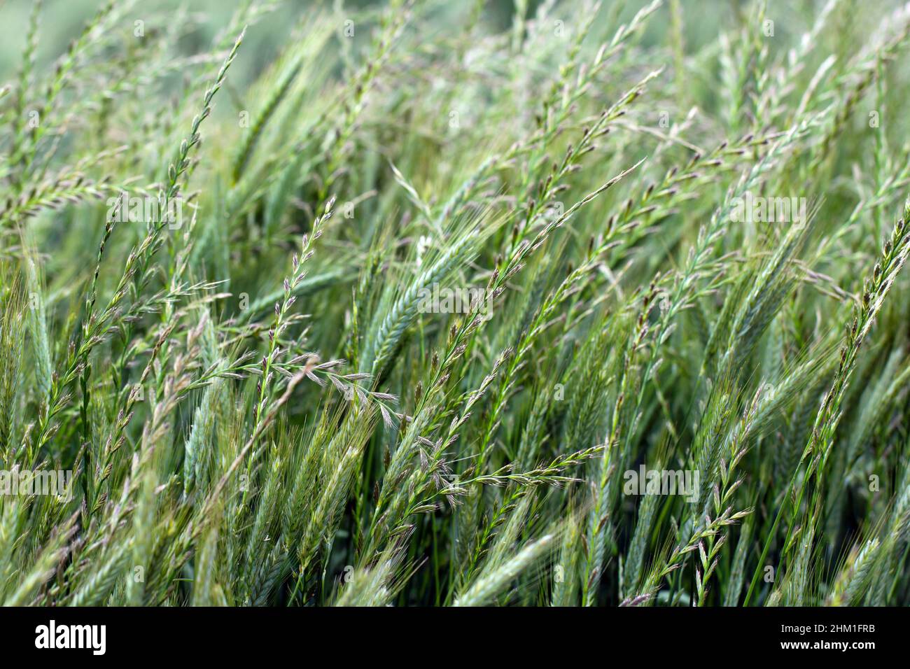 Cereals Weeded By Couch Grass Other Names Include Common Couch Twitch 