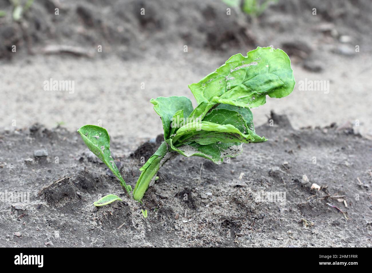 Beet plant damaged by crop protection products - phytotoxicity, deformed plants. Stock Photo