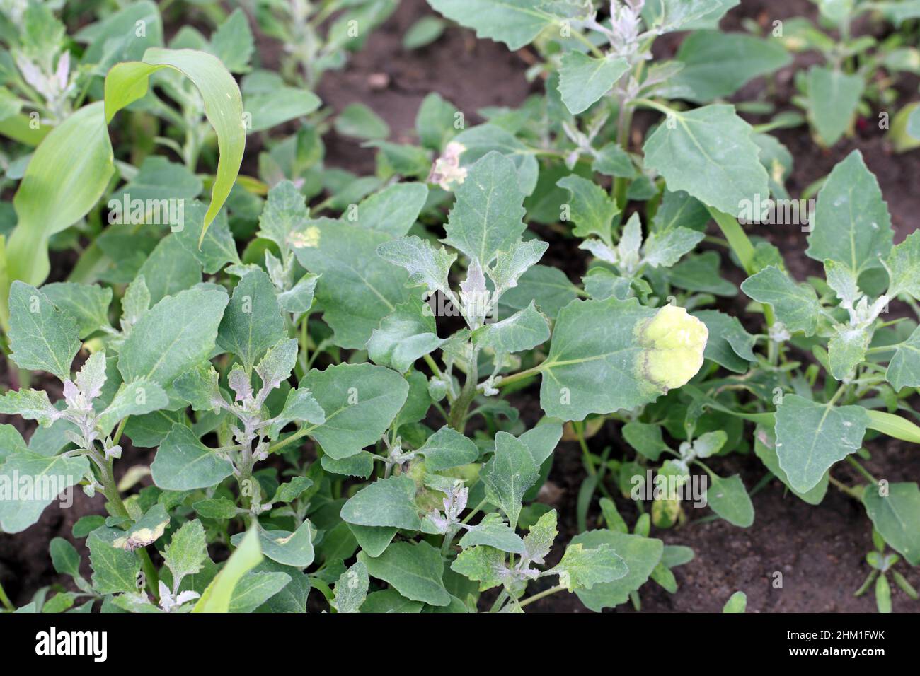Gray mold on weed Chenopodium album - common names include lamb's quarters, melde, goosefoot, manure weed. Source of infection for crop plants. Stock Photo