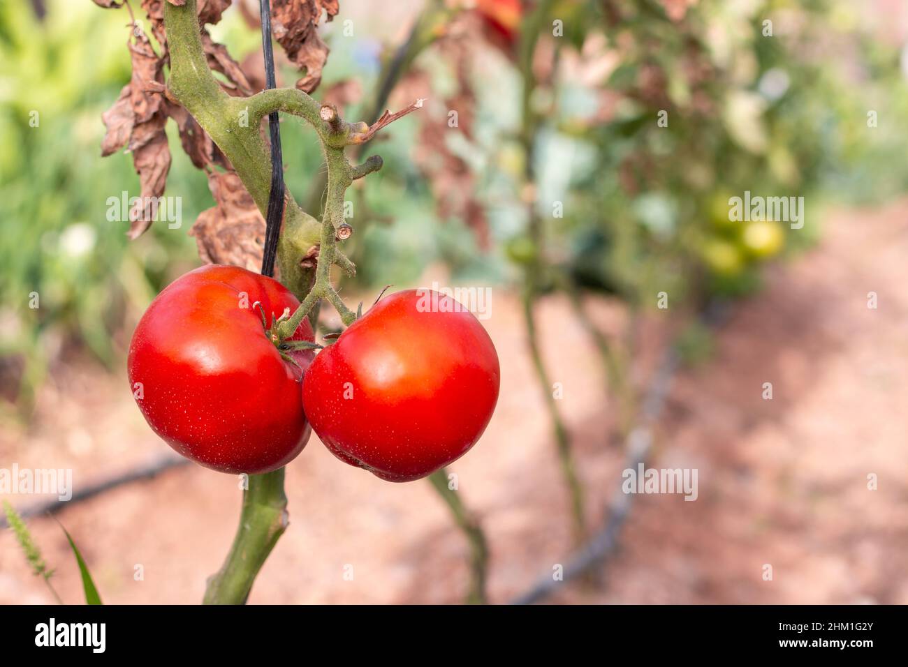 Red tomatoes on the plant with copy space. Stock Photo