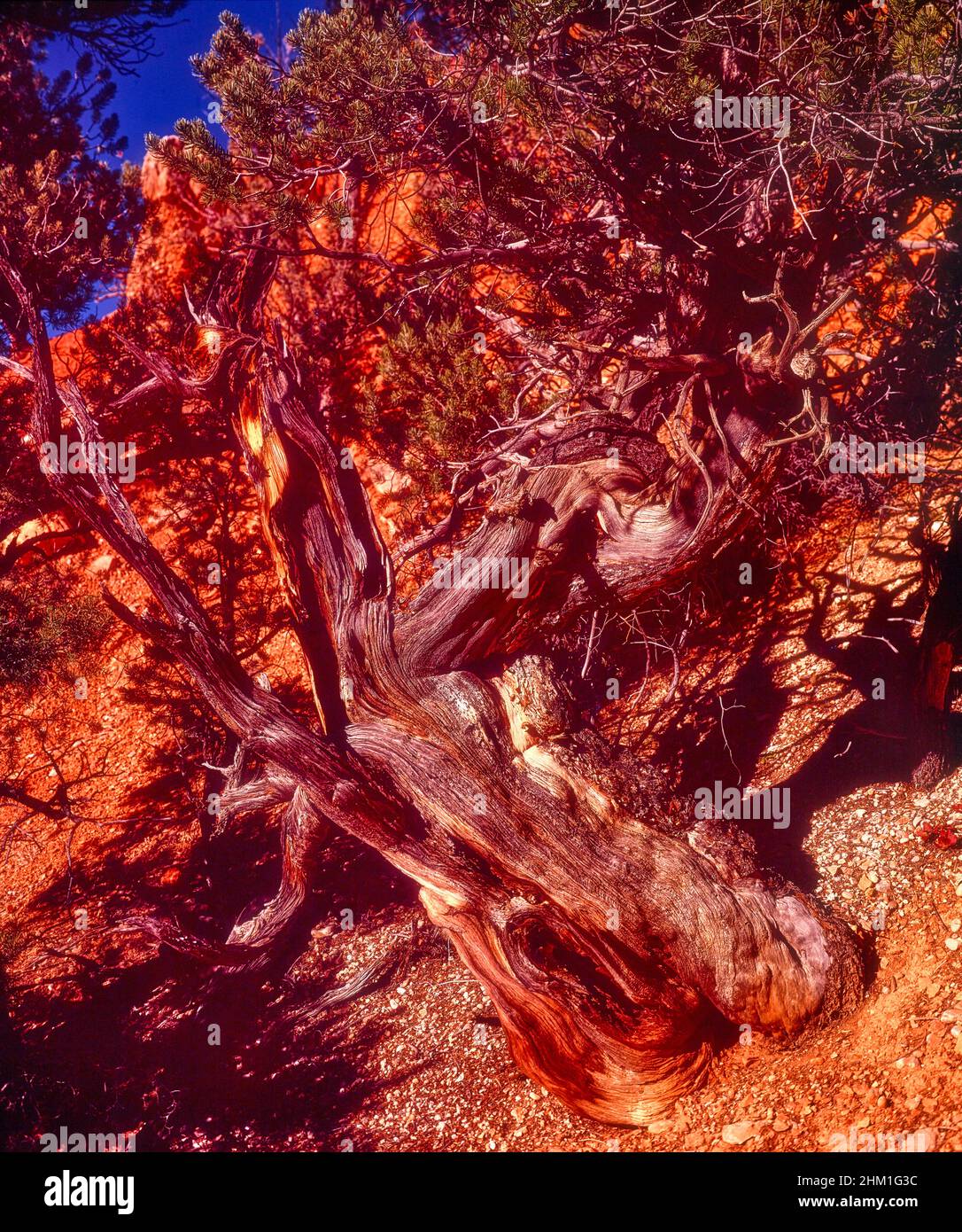 Intimate landscape of Red Rock Canyon, National Conservation Area