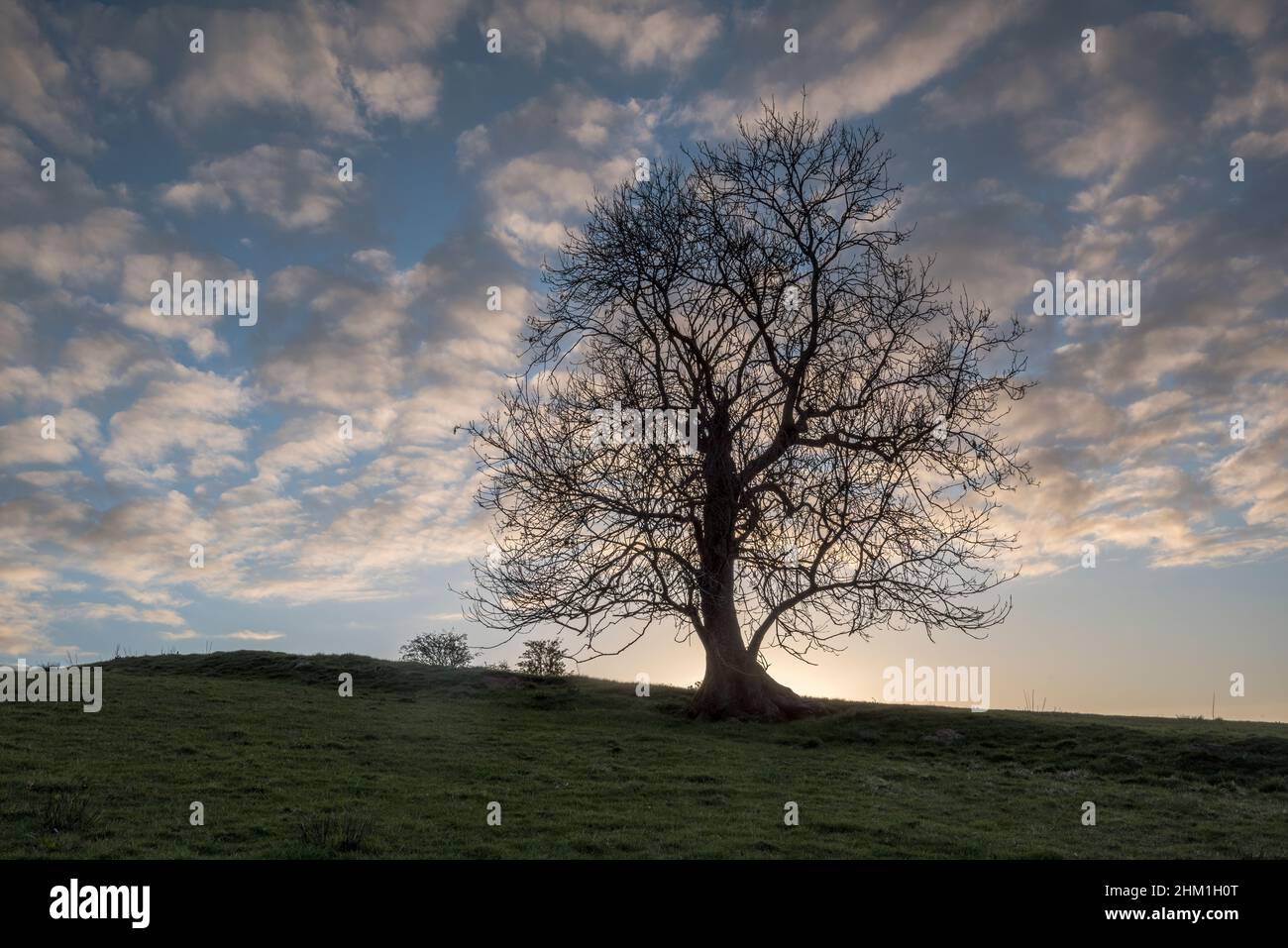 Skeleton tree in the landscape, East Dunbartonshire, Glasgow, Scotland. Stock Photo