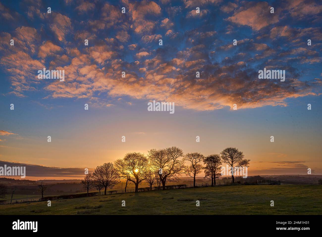 Sunrise and clouds behiond group pf trees in central Scotland. Stock Photo