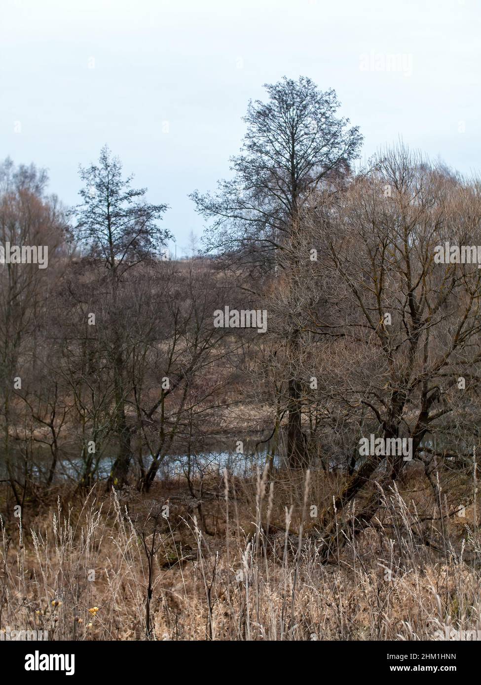 the bank of a small forest river on a cloudy day, in autumn Stock Photo ...