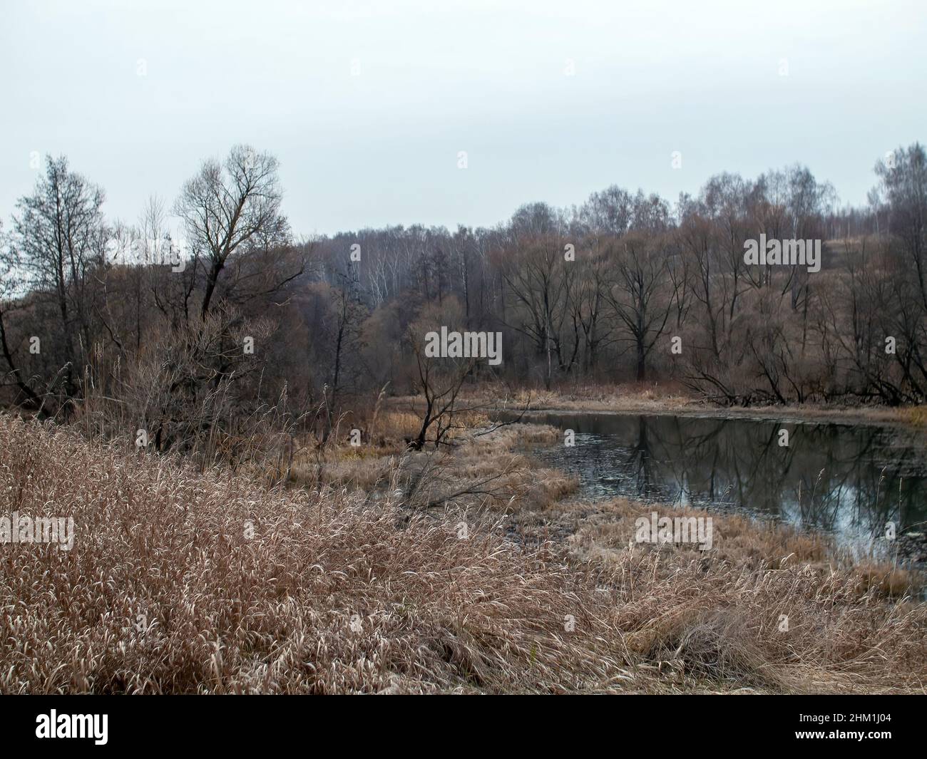 the bank of a small forest river on a cloudy day, in autumn Stock Photo ...