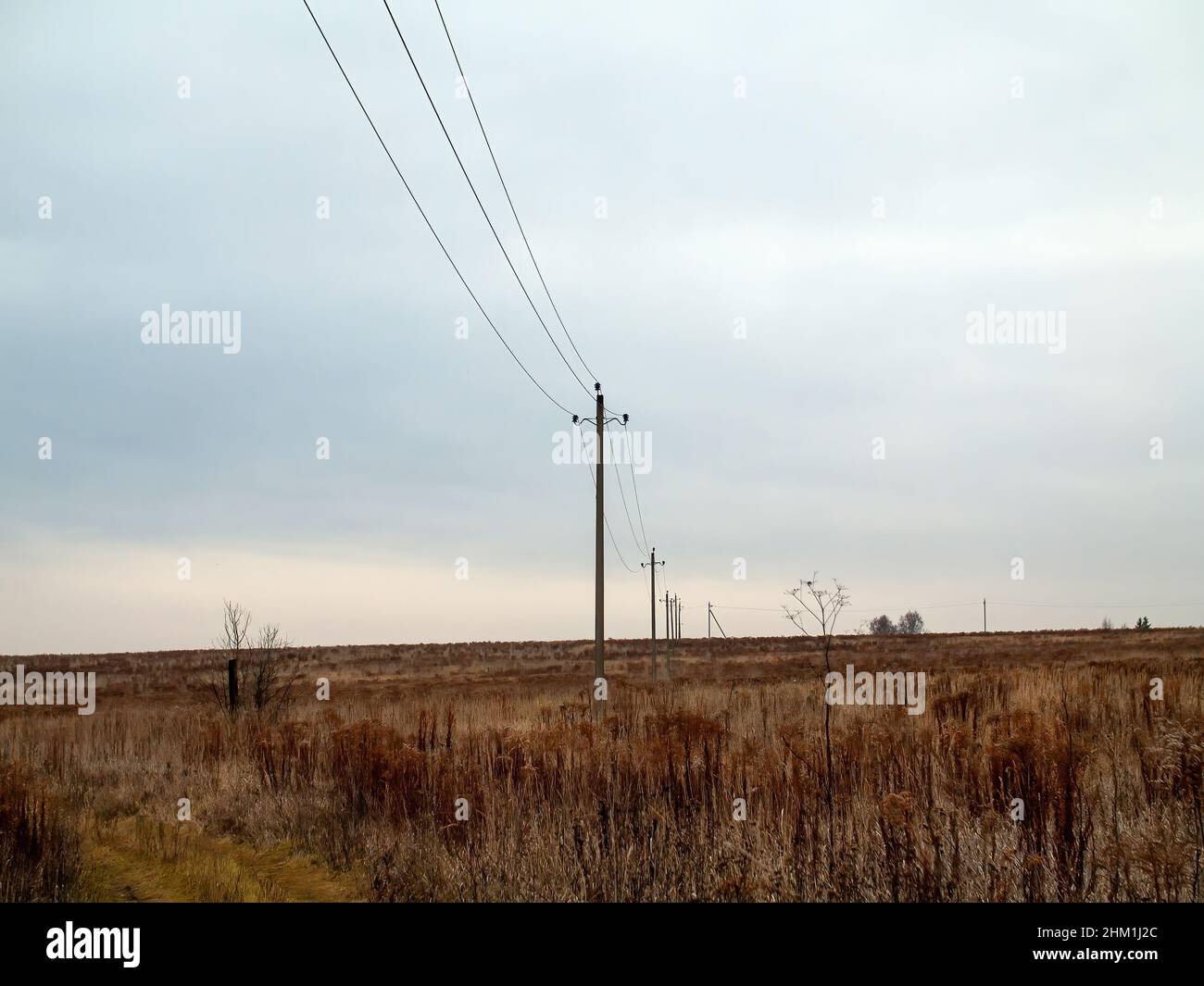 poles with electrical wires stand in the field, in autumn Stock Photo ...