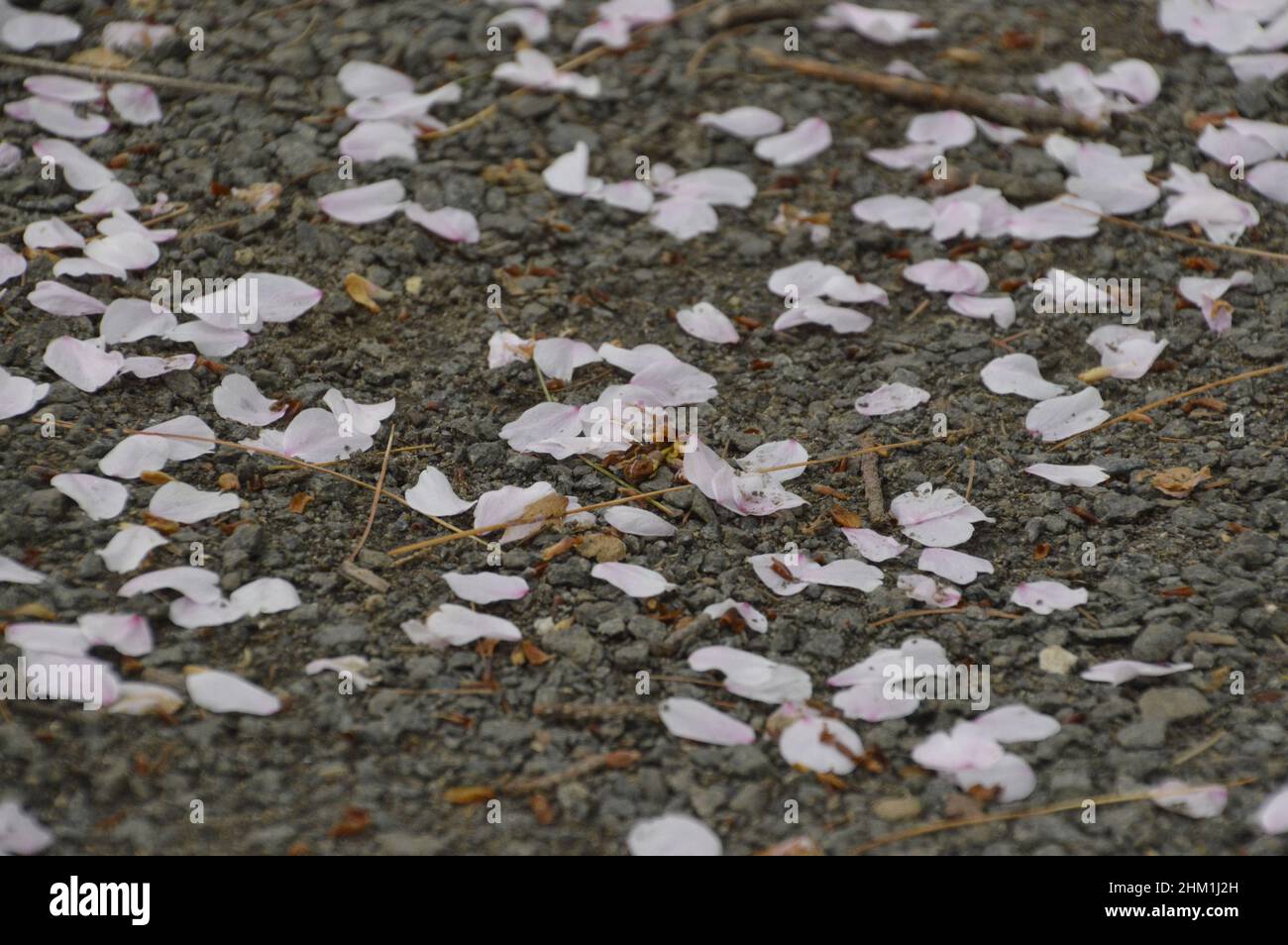 Cherry blossom petals on the ground Stock Photo Alamy