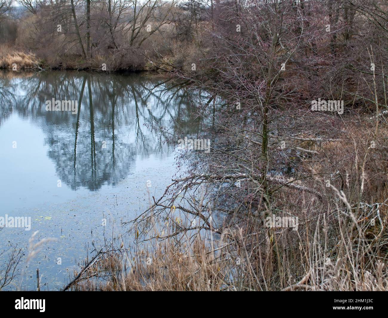 the bank of a small forest river on a cloudy day, in autumn Stock Photo ...