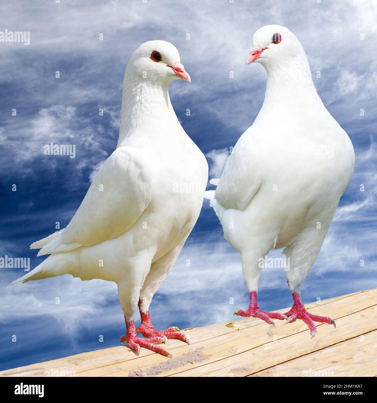 Two white pigeon on perch with cloudy sky, imperial pigeon, ducula Stock Photo