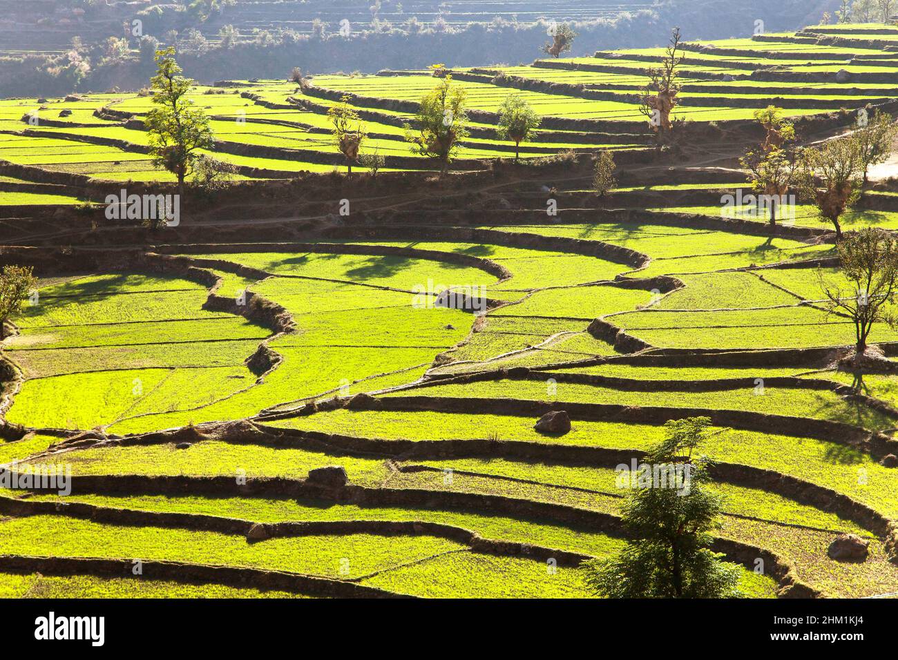 View if green field of rice in nepal Stock Photo