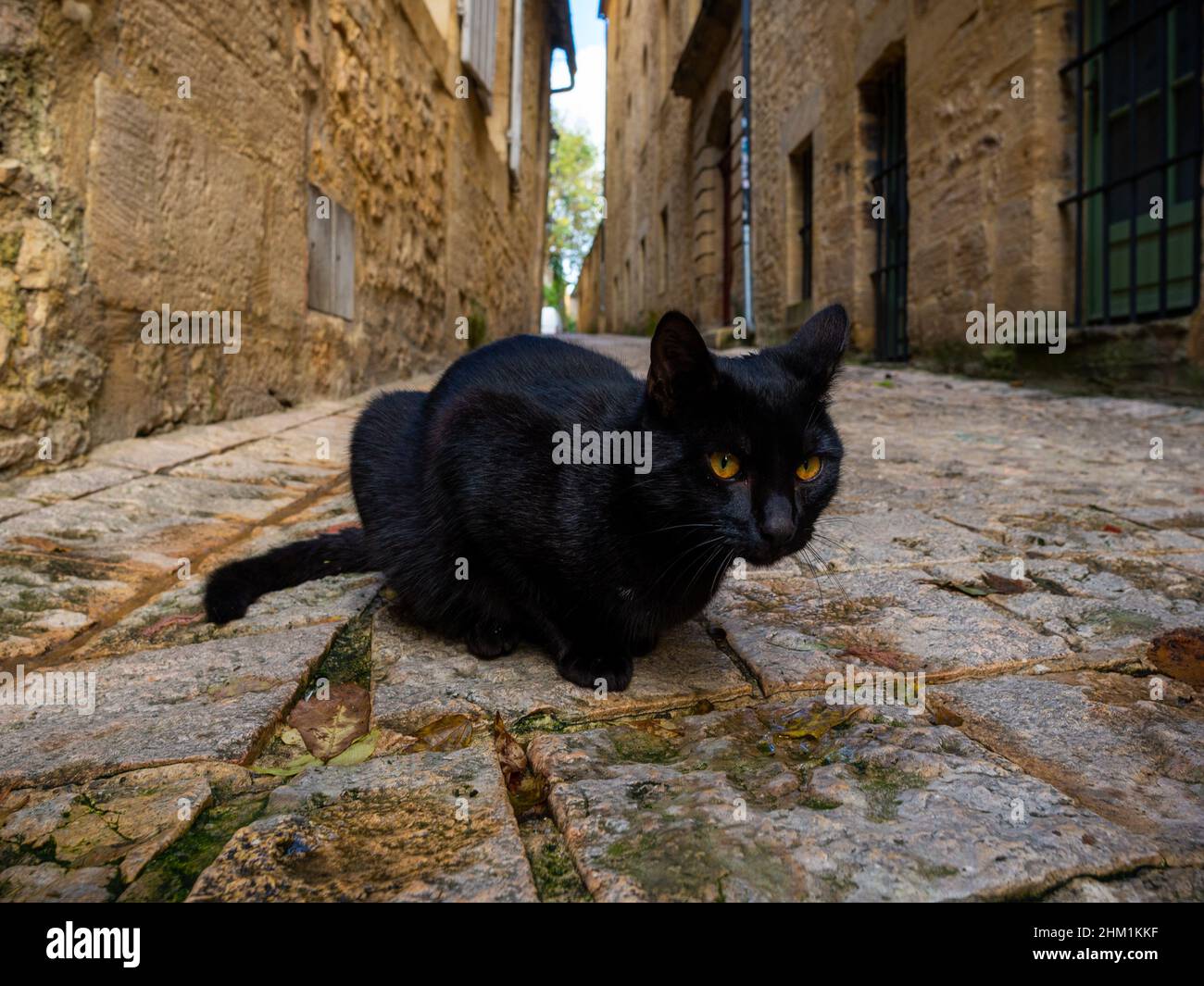 A black street cat with orange eyes in a narrow street of a medieval french town of Sarlat-la-Caneda located in Perigord, France, taken on a sunny aut Stock Photo