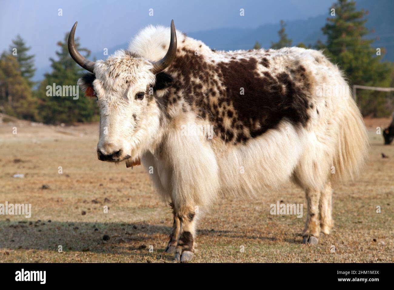 View of white and Brown yak on meadow Stock Photo
