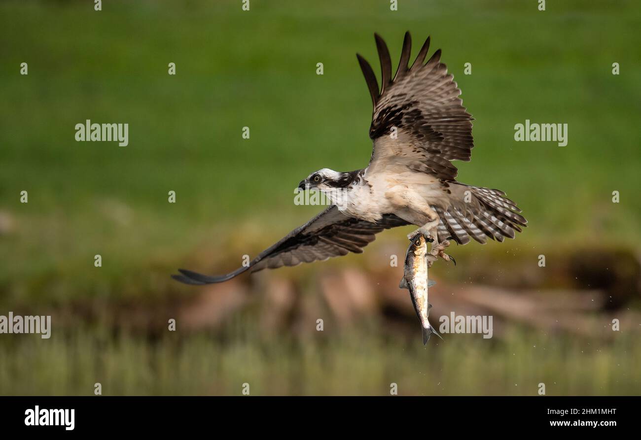 An osprey in Florida Stock Photo Alamy