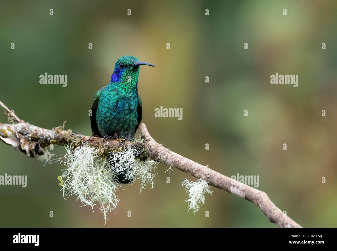 Hummingbird in Costa Rica Stock Photo