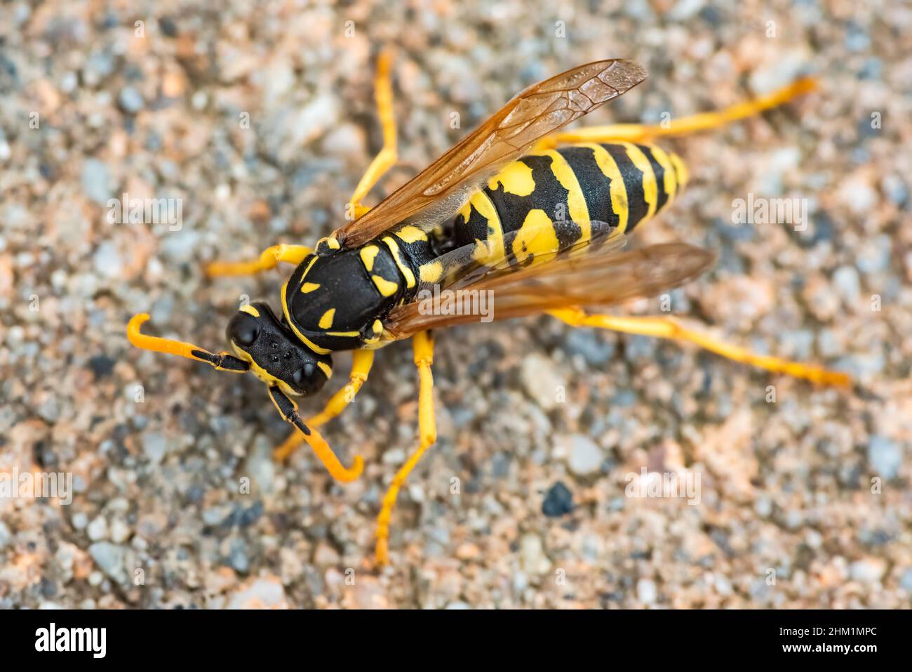 Wasp. Large wasp. Dangerous fly. Stock Photo