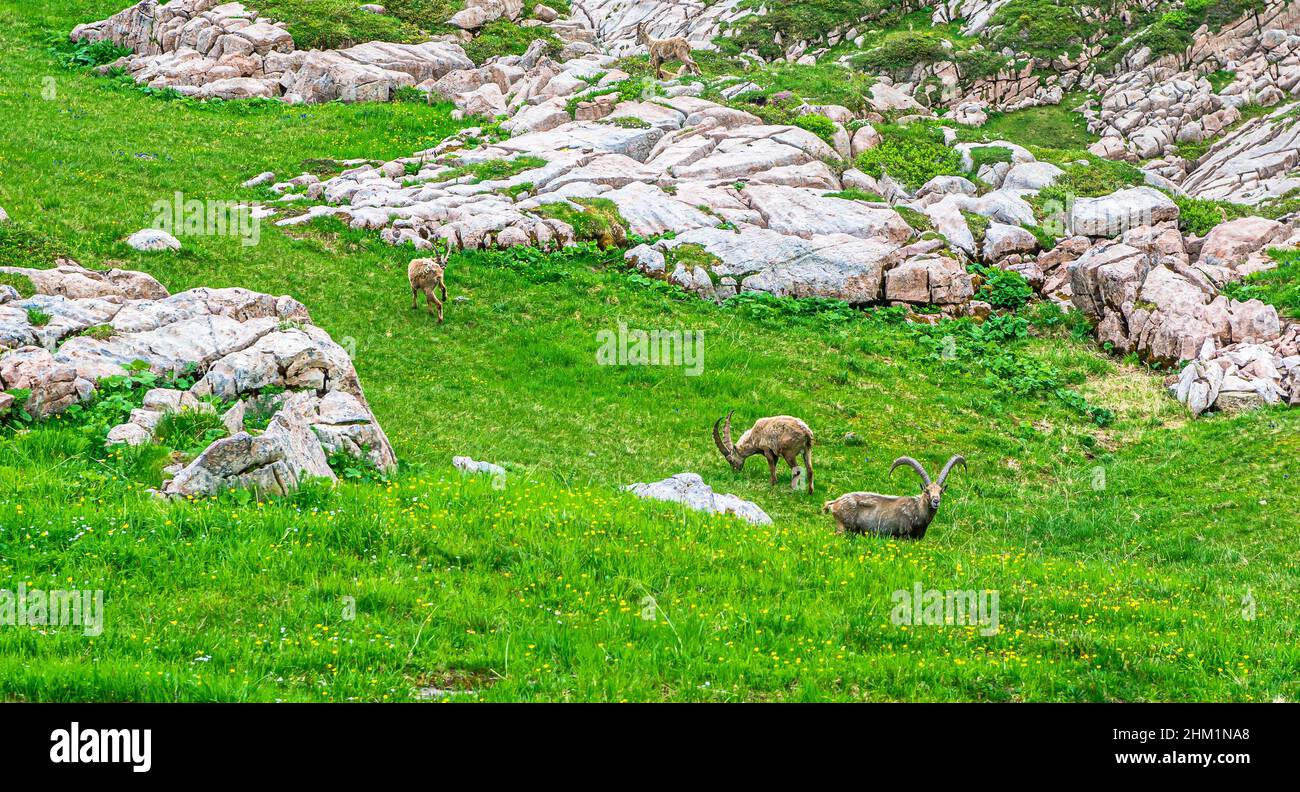 View on group of Ibex in the mountains by Arlberg in Austria Stock Photo