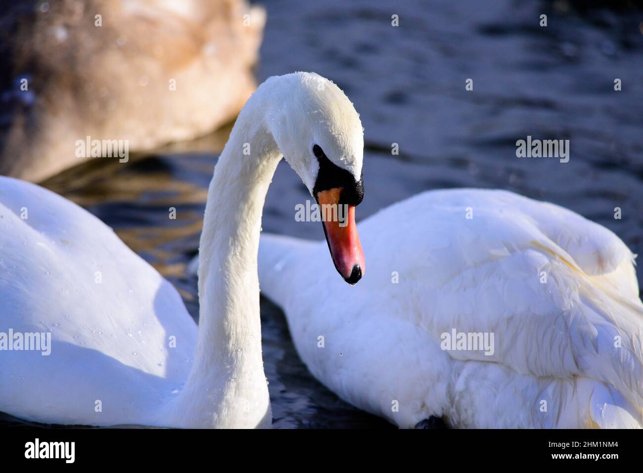 Mute Swan Linlithgow loch Stock Photo