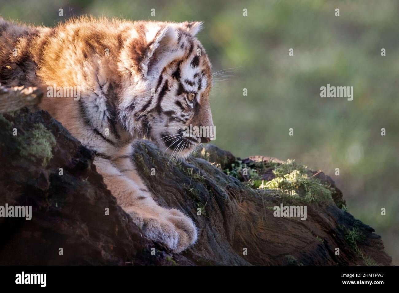 Amur (Siberian) tiger cub on tree stump Stock Photo