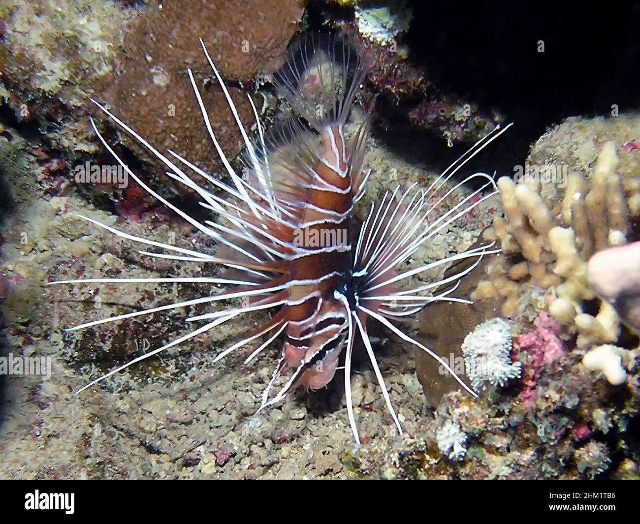 Clearfin Lionfish (Pterois radiata) in the Red Sea Stock Photo