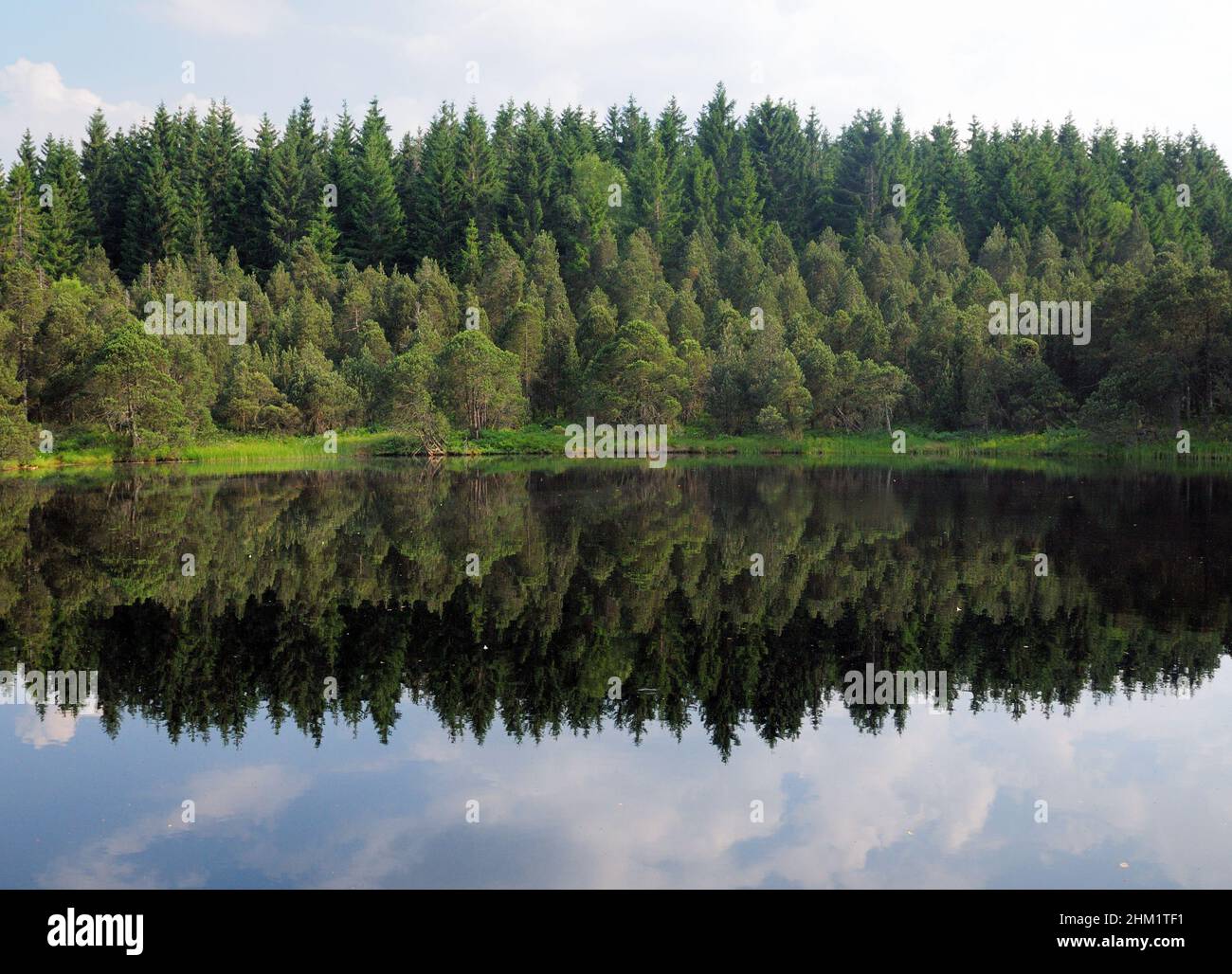 Idyllic Little Lake Blindensee With Reflections On The Calm Surface In The Forest Near Triberg Black Forest Germany On A Beautiful Sunny Summer Day Wi Stock Photo